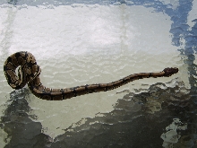 Female Normal