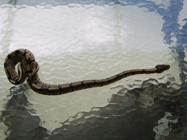 Female Normal