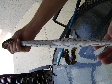 Female Normal Belly