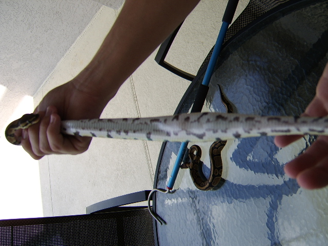Female Normal Belly