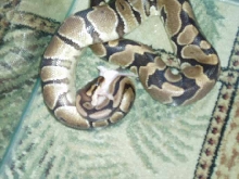 Ball Python Feeding