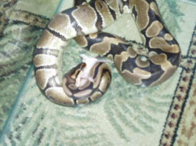 Ball Python Feeding