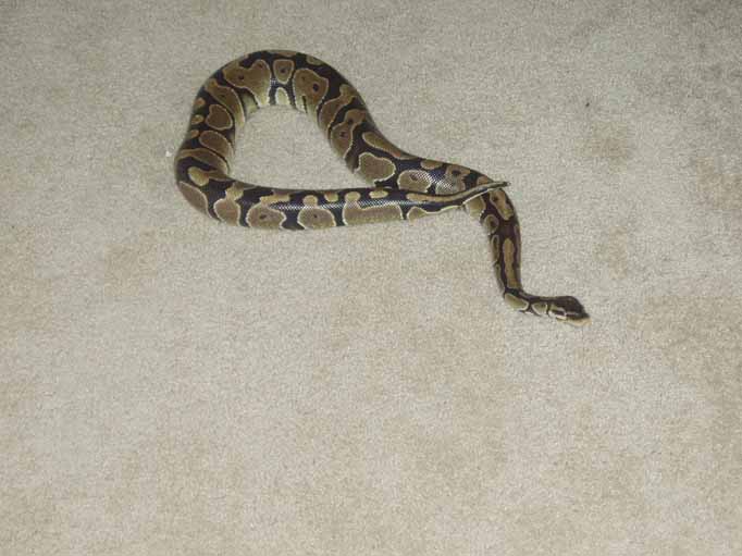 Ball Python