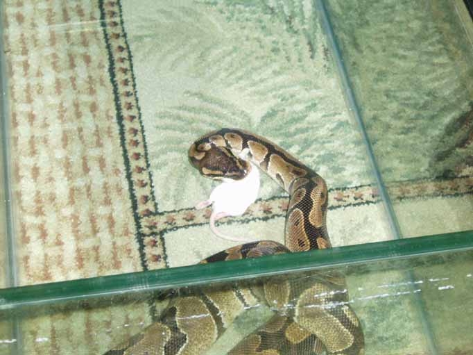 Ball Python feeding