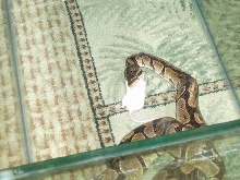 Ball Python feeding