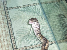 Ball Python feeding