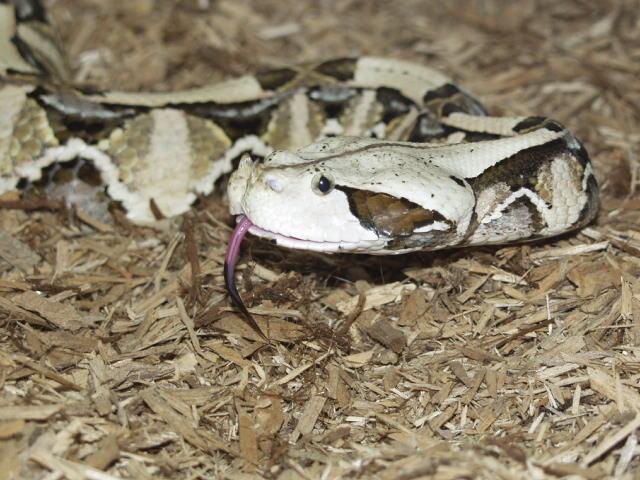 Male West African Gaboon