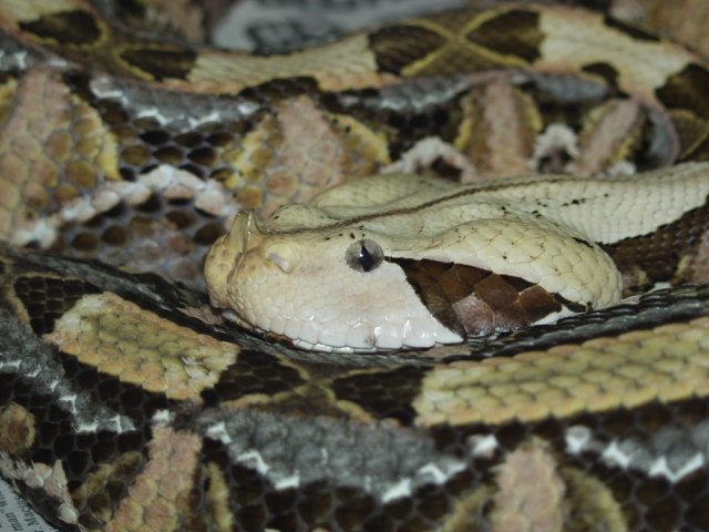 Male West African Gaboon