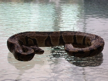 Male Het Albino