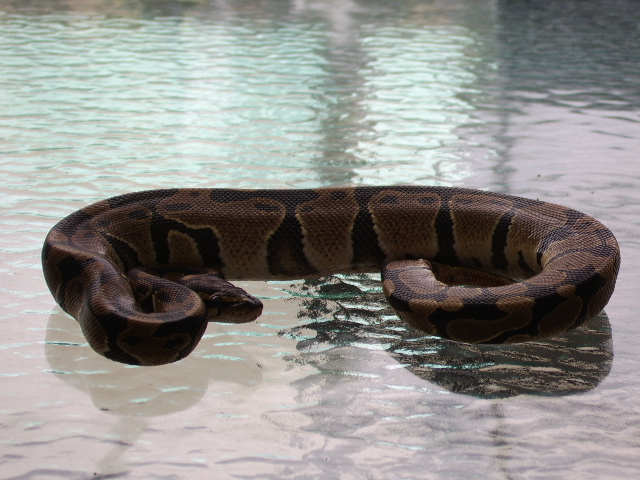 Male Het Albino