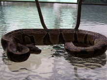 Male het Albino