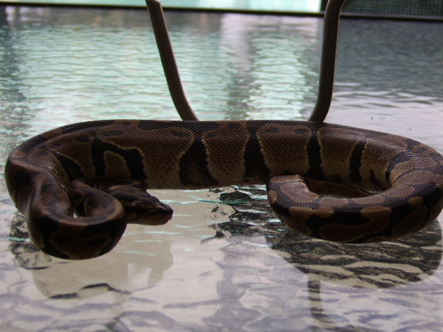 Male het Albino