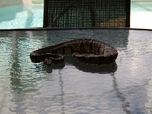 Male Het Albino