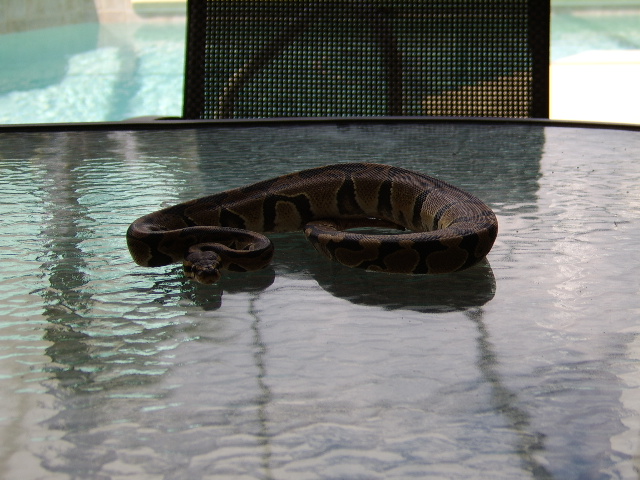 Male Het Albino