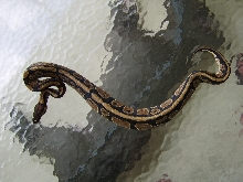Male Normal