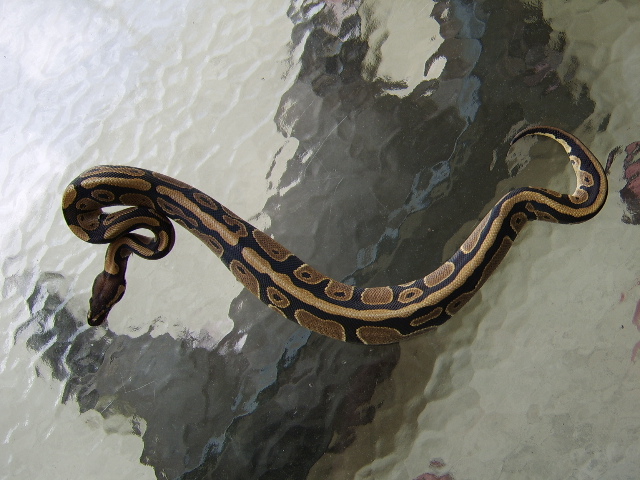 Male Normal