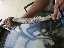 Male Normal Belly