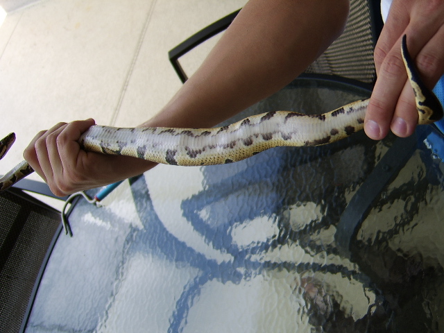 Male Normal Belly