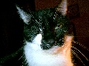 Beautiful Boo, forever in our hearts