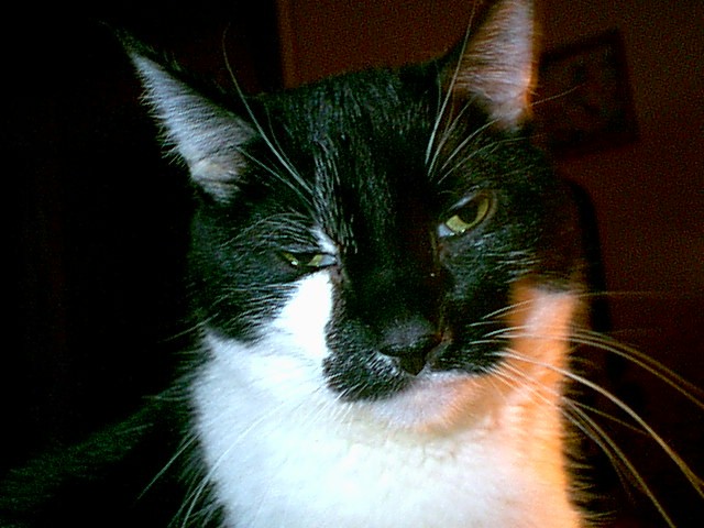 Beautiful Boo, forever in our hearts
