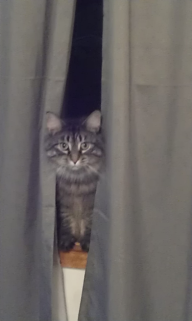 Cuddles Peeking