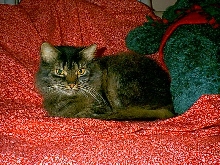 Tinkerbell ZooCrew