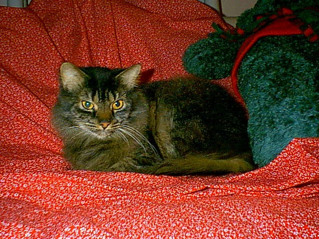 Tinkerbell ZooCrew