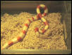 2001 F Albino 50/50 Campbelli X Nelsoni