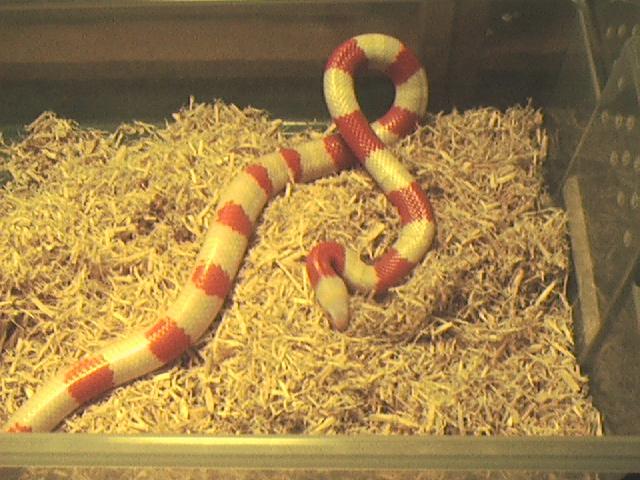2001 F Albino 50/50 Campbelli X Nelsoni