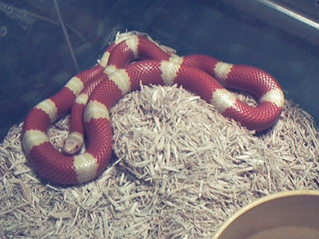 2001 F Albino Sinaloan X Nelsoni