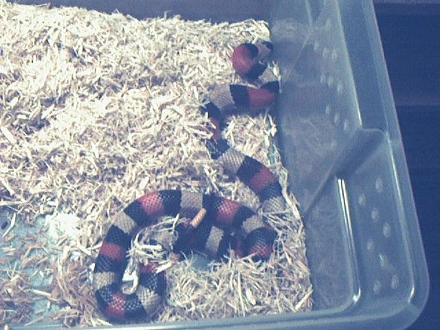 Female Normal Campbelli 2001