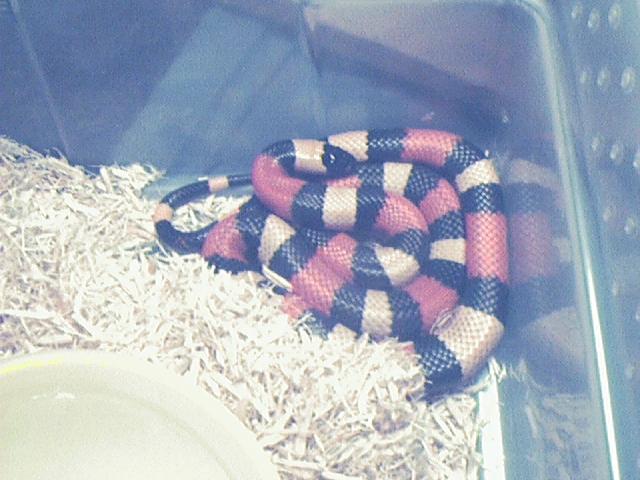 Female Apricot Campbelli 2001