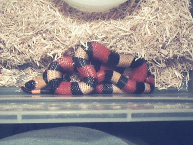 2001 M Normal Apricot Campbelli