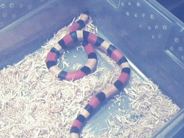 Male Apricot Campbelli 2001