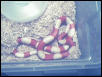 Male Albino 50/50 Campbelli X Nelsoni 2001