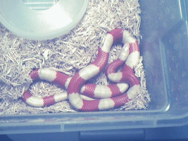 Male Albino 50/50 Campbelli X Nelsoni 2001