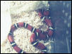 Female Het Anery Hondo X Sinaloae Cross