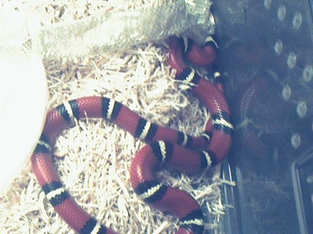 Female Het Anery Hondo X Sinaloae Cross