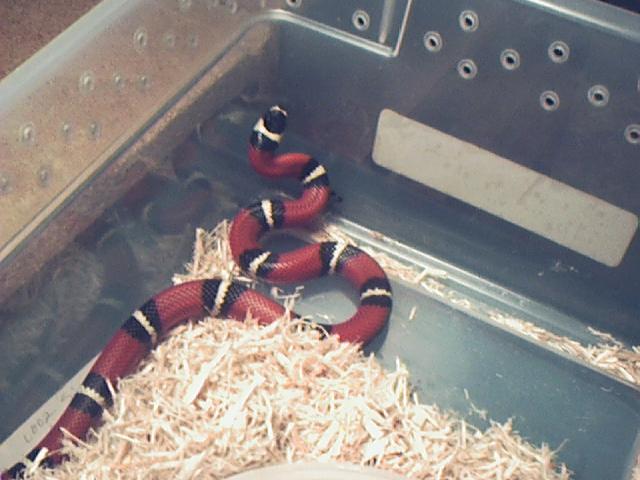 2002 M Het Anery Honduran X Sinaloan
