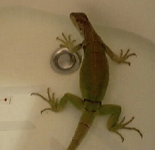 Bathtime