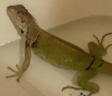 Bathtime 2