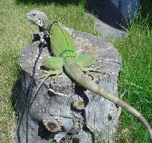 Basking spot