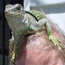 Headresting