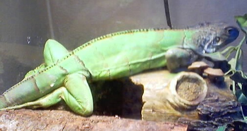 Sweetpea 4-3-04