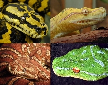 Australian Python Album