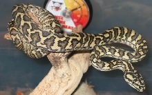 Fresh Shed JCP2