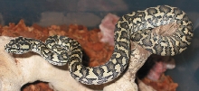 Fresh Shed JCP3