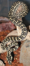Freshly Shed JCP