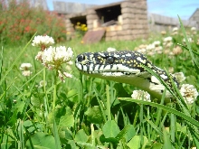 Sniffing Daisies