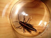 grasshopper?